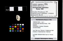 Foto (Objekt + Etikett) von Goniodromites bidentatus (Reuss, 1859)  (NHMW-GEO-1990-0041-3933)